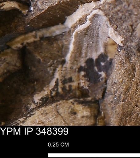 undet. Bivalvia