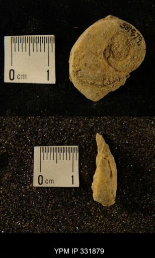 undet. Euomphaloidea