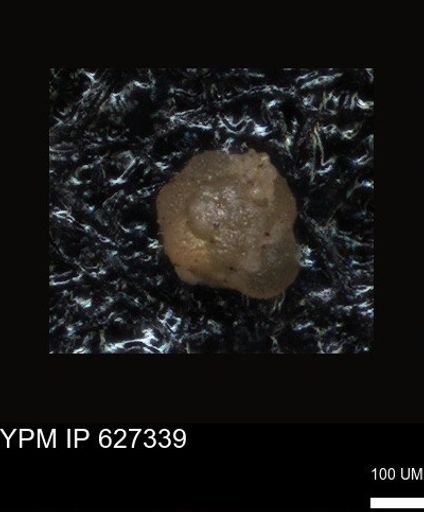 undet. Foraminiferida