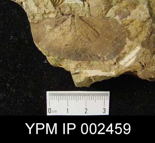 Pseudoleptostrophia dahmeri