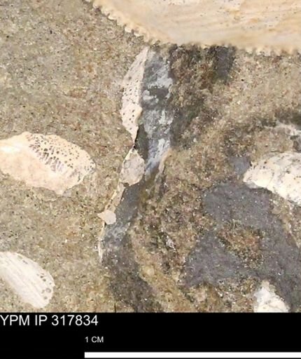 undet. Mollusca