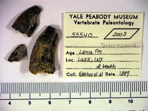Tyrannosauridae