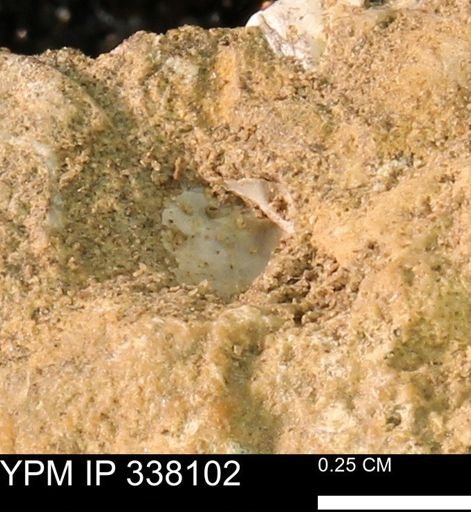 undet. Bivalvia