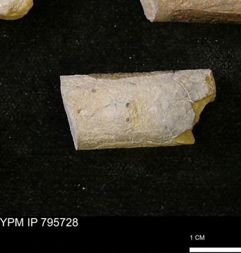 Baculites sp.