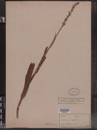 Habenaria hyperborea