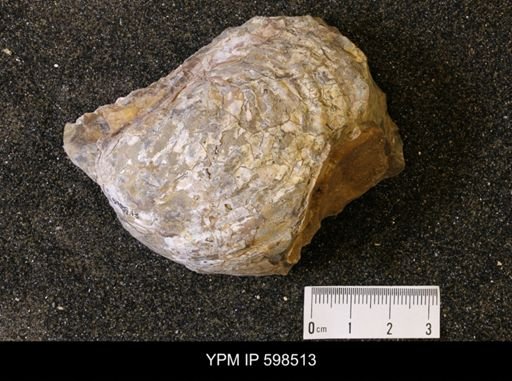 Inoceramus sp.