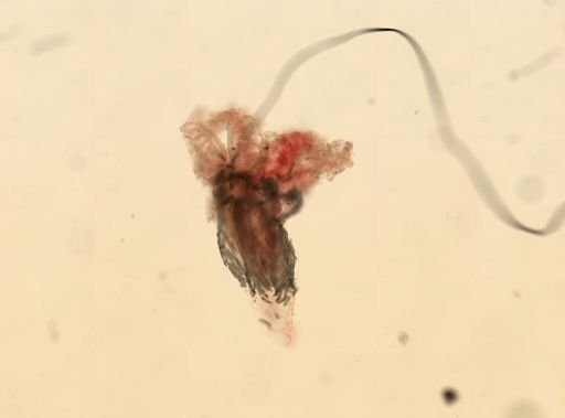 Gersemia fruticosa