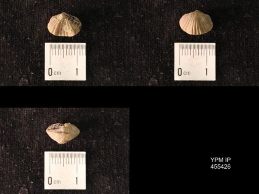 Platystrophia morrowensis