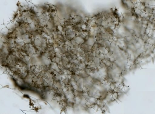 Haliclona sp.