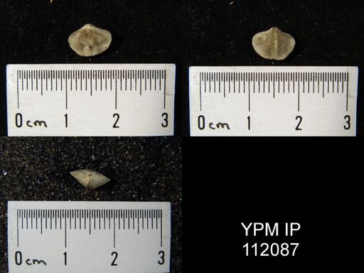 Spirifer plicatella