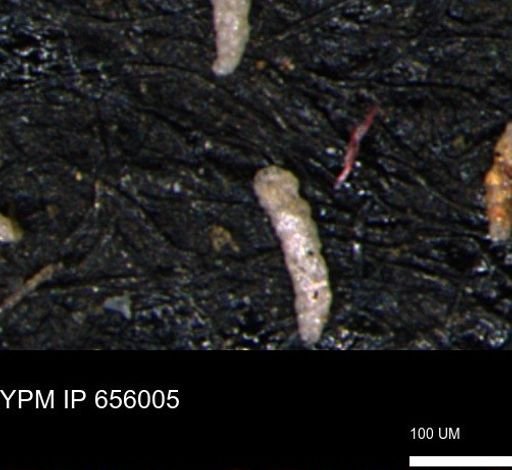Verneuilinoides kansasensis