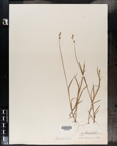 Carex deweyana