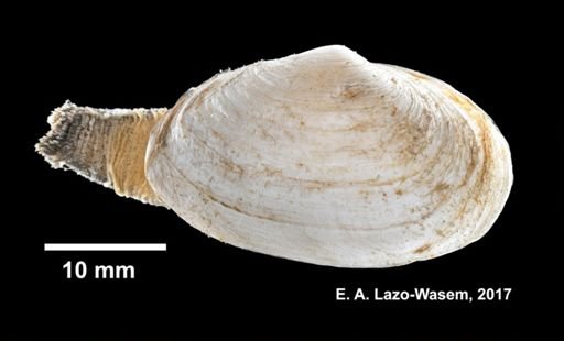 Mya arenaria