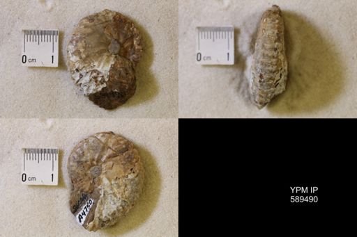 undet. Scaphitidae