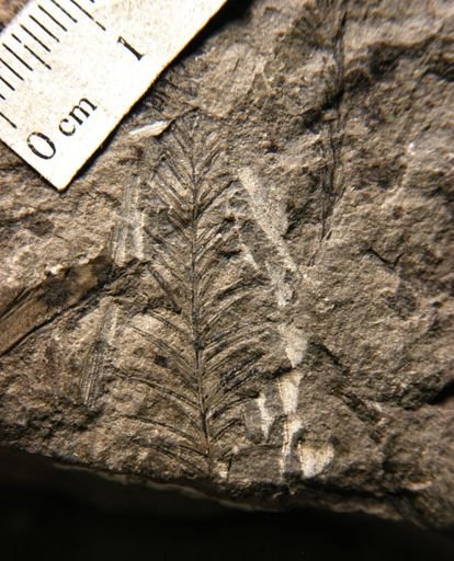 Taxodium dubium