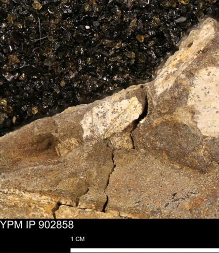 undet. Mollusca