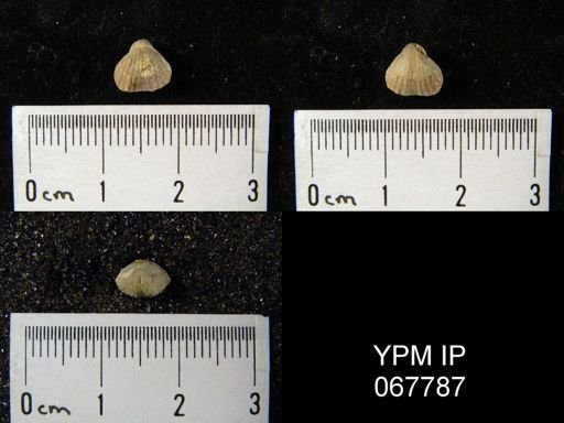 Rhynchospira formosa