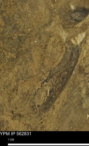 undet. Mollusca