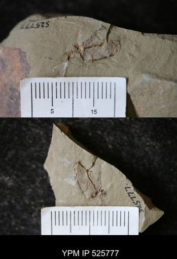 undet. Cornuta