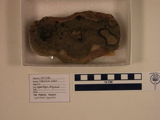 Vertebrata