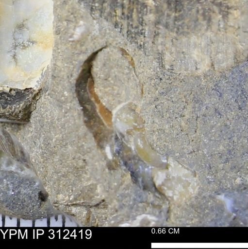 Scaphitidae?