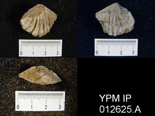 Camarophoria venusta
