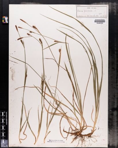 Carex panicea