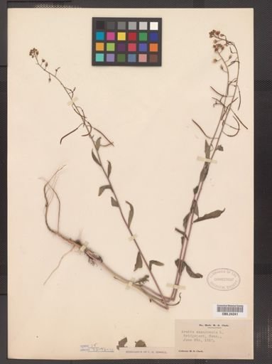 Arabis canadensis