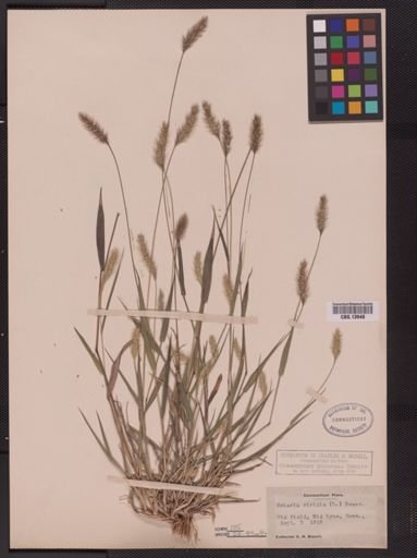 Setaria viridis