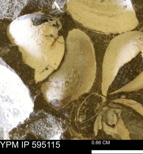 Protocardia sp.