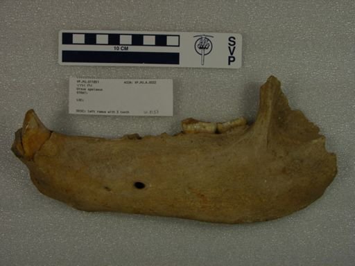 Ursus spelaeus