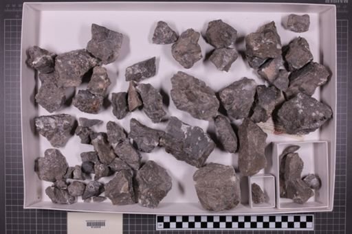 mixed taxa, stratigraphic collection