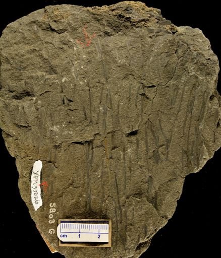 Psilophyton ornatum
