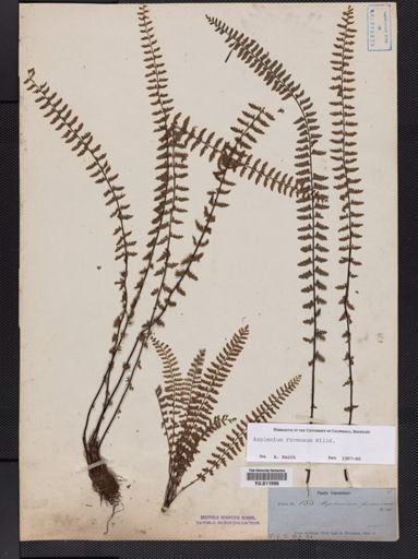 Asplenium