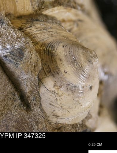 Limopsis striatopunctatus