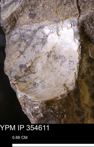 Pseudoptera subtortuosa
