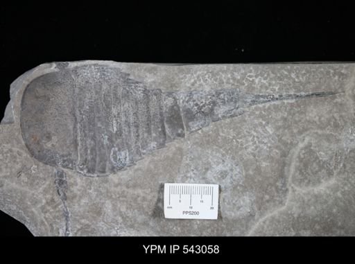 Eurypterida