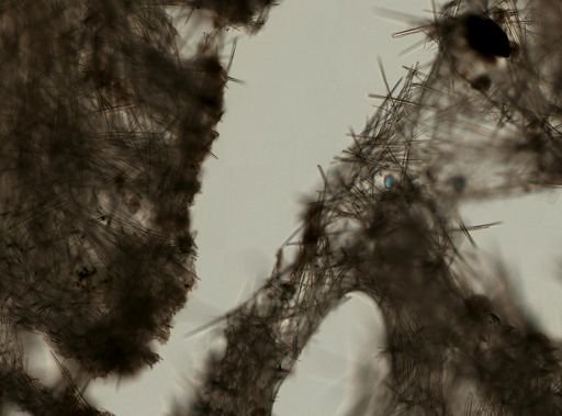 Topsentia disparilis