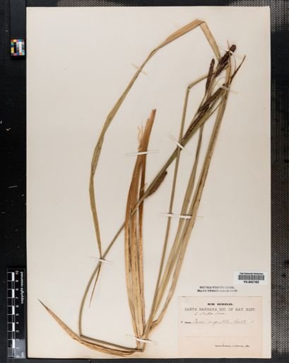 Carex stricta