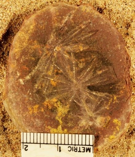Annularia