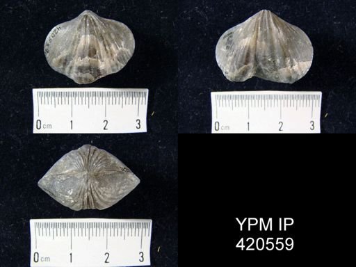 Camarotoechia glacialis