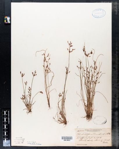 Fimbristylis autumnalis