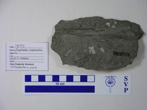 Onychodus sigmoides