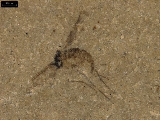 undet. Diptera