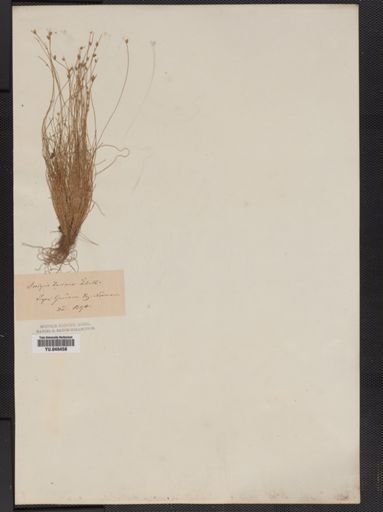 Plantae