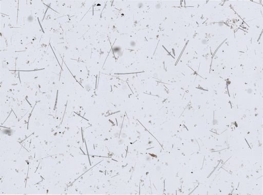 Clathria (Microciona) adioristica