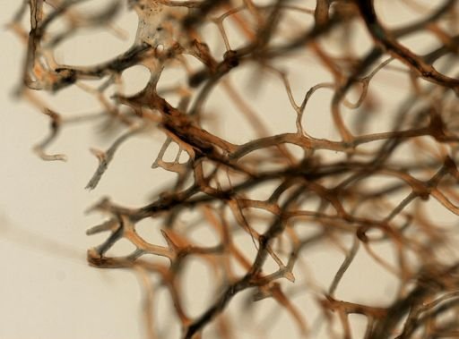 Fasciospongia pikei