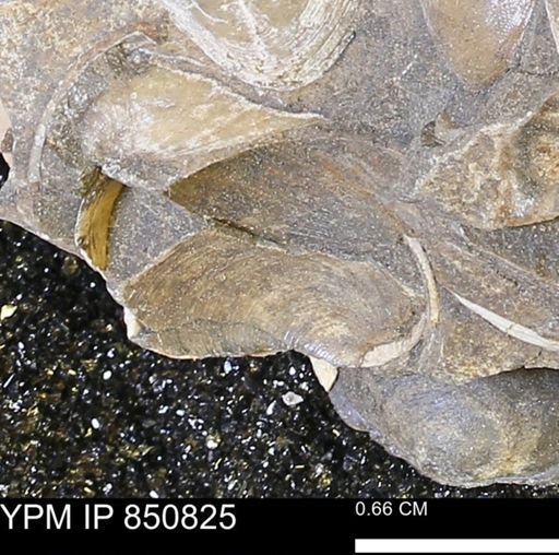 Limopsis striatopunctatus