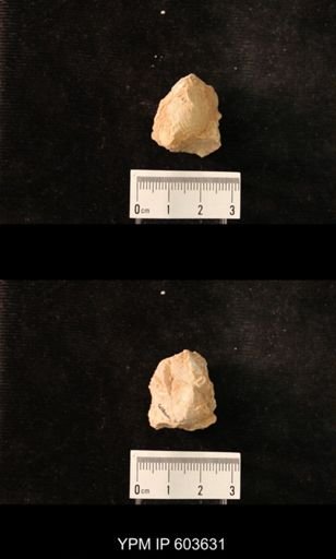 Productus cf. redesdalensis
