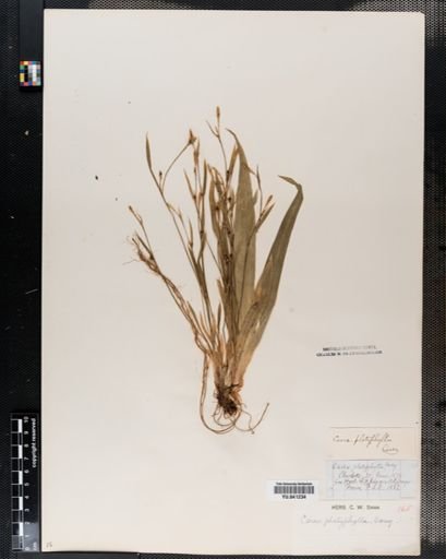 Carex platyphylla